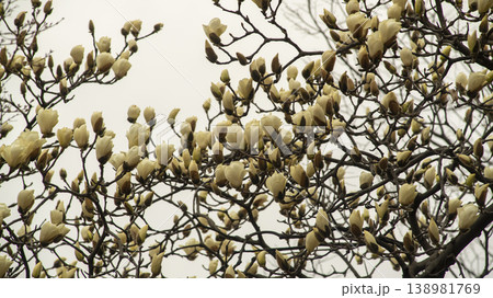 Hwarang Park Magnolia 138981769