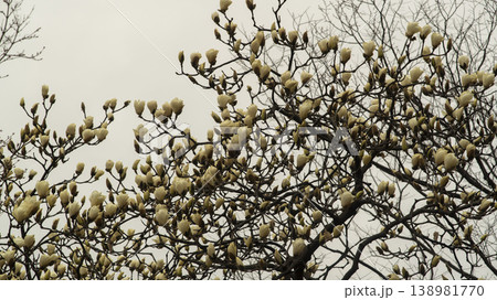 Hwarang Park Magnolia 138981770