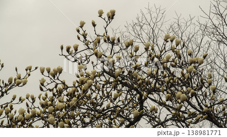Hwarang Park Magnolia 138981771