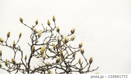 Hwarang Park Magnolia 138981772