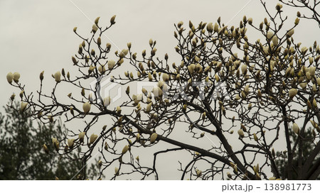 Hwarang Park Magnolia 138981773