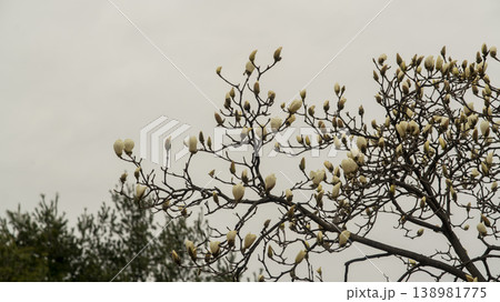 Hwarang Park Magnolia 138981775