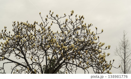 Hwarang Park Magnolia 138981776