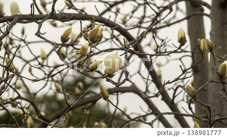Hwarang Park Magnolia 138981777
