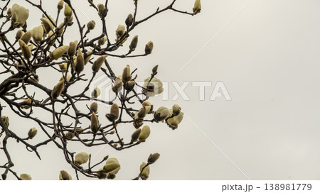 Hwarang Park Magnolia 138981779