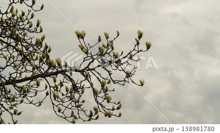 Hwarang Park Magnolia 138981780