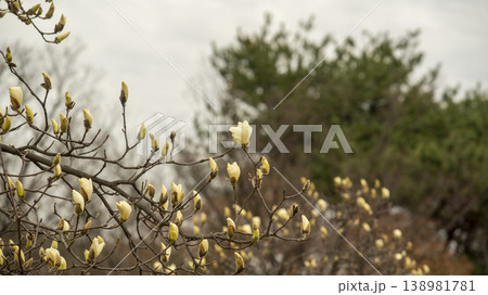 Hwarang Park Magnolia 138981781