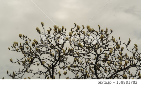 Hwarang Park Magnolia 138981782