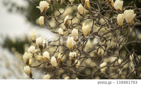 Hwarang Park Magnolia 138981783