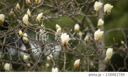 Hwarang Park Magnolia 138981784
