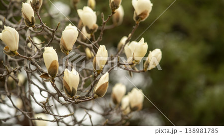 Hwarang Park Magnolia 138981785