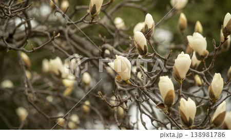 Hwarang Park Magnolia 138981786