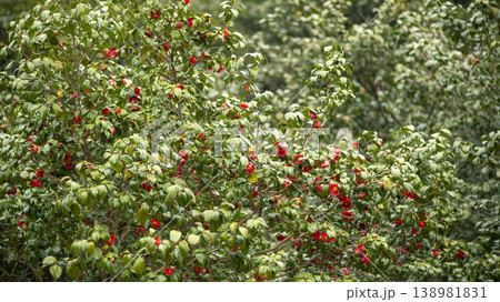 Camellia Camellia 138981831