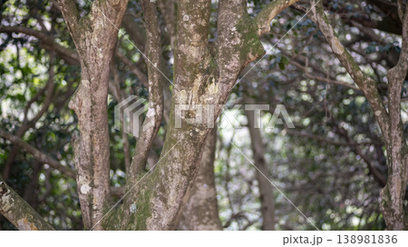 Camellia Camellia 138981836