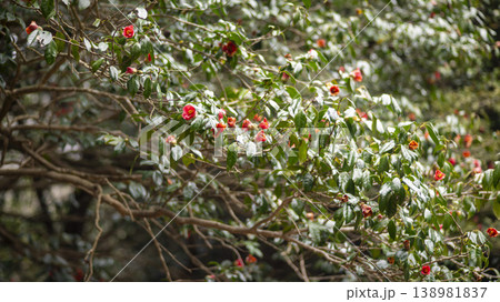 Camellia Camellia 138981837