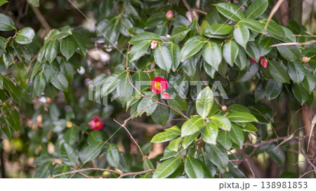 Camellia Camellia 138981853