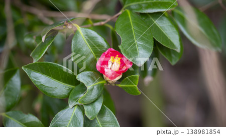Camellia Camellia 138981854