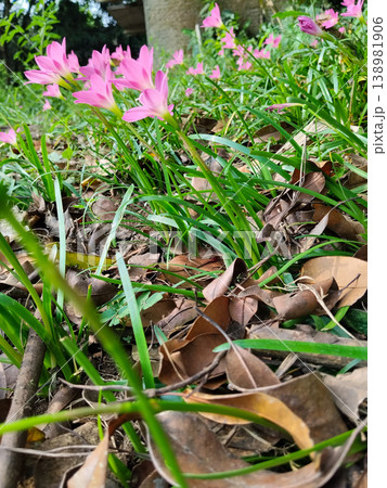 Pink rain lilies blooming among green grass and dry brown fallen leaves on the dirt ground. Smooth petals contrast crisp foliage. Nature gardening theme Pink rain lilies blooming among green grass and dry brown fallen leaves on the dirt ground. Smooth petals contrast crisp foliage. Nature gardening theme 138981906