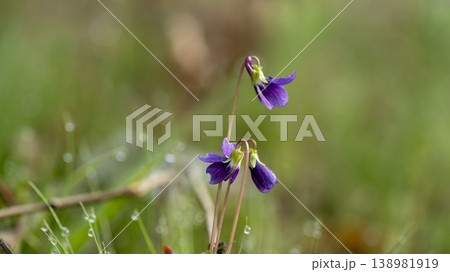 dew violet dew violet 138981919