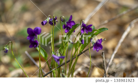dew violet 138981923