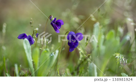 dew violet dew violet 138981924