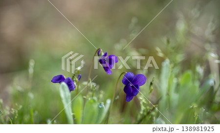 dew violet dew violet 138981925