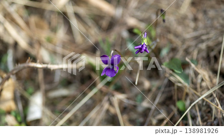 dew violet dew violet 138981926