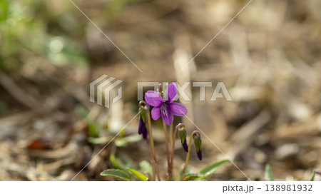 dew violet dew violet 138981932