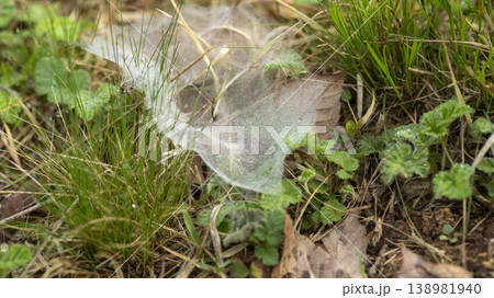 dew violet dew violet 138981940