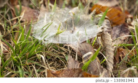 dew violet dew violet 138981941