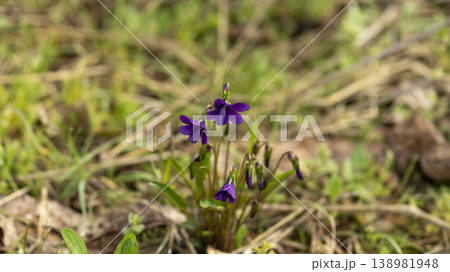 dew violet dew violet 138981948