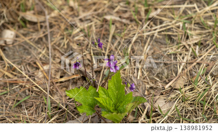 dew violet 138981952