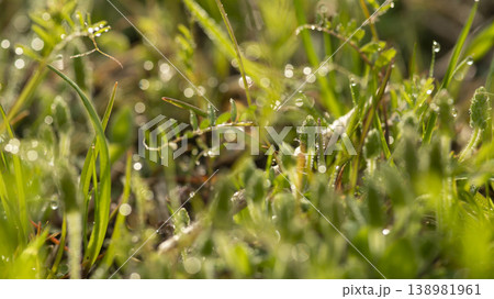 dew violet dew violet 138981961