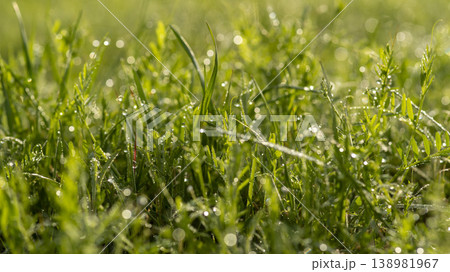 dew violet 138981967