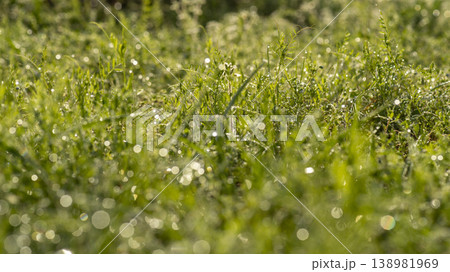 dew violet dew violet 138981969