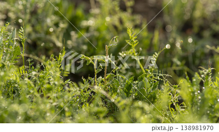 dew violet dew violet 138981970