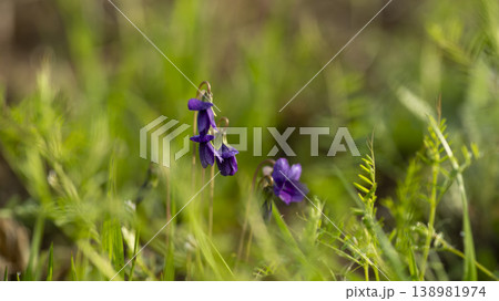 dew violet dew violet 138981974