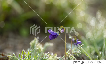 dew violet 138981976