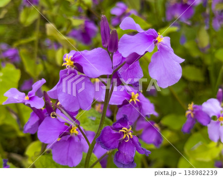 紫色の花を咲かすオオアラセイトウ 138982239