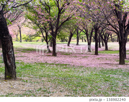 桜の花びらが散った公園 138982240