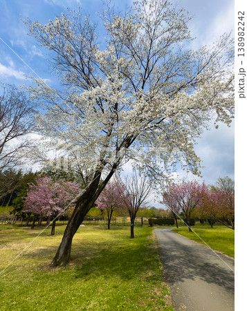 公園に咲くオオシマザクラ 公園に咲くオオシマザクラ 138982242