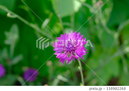 鮮やかなピンクのヤグルマギク(Cornflower)とグリーン背景 / Close-up of Pi 鮮やかなピンクのヤグルマギク(Cornflower)とグリーン背景 / Close-up of Pi 138982268