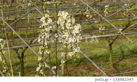 Pear blossoms  138982345