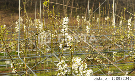 Pear blossoms  138982346