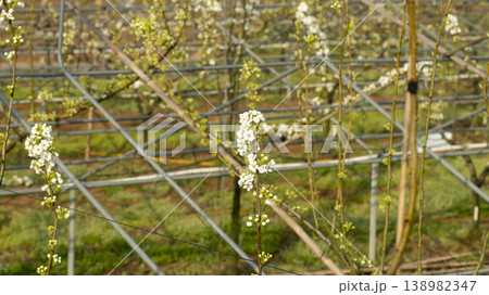 Pear blossoms Pear blossoms 138982347