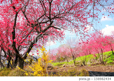 鮮やかなピンクの花桃の花 138982434
