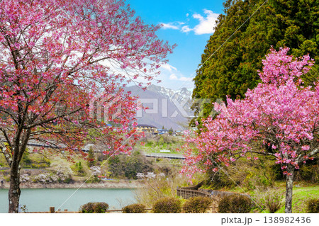 河津桜咲く、赤谷湖 河津桜咲く、赤谷湖 138982436