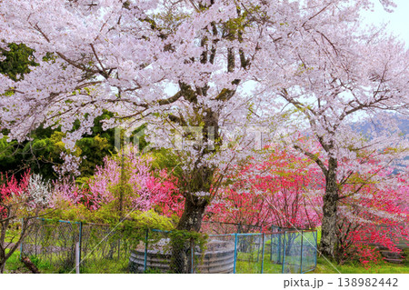 桜と花桃 桜と花桃 138982442