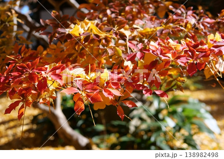 三溪園の秋の紅葉 138982498