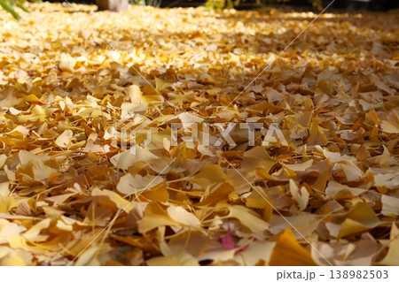 三溪園の秋の紅葉 138982503